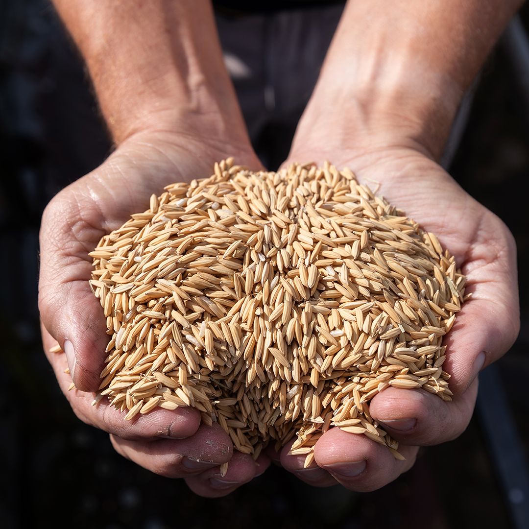 #jtmeleck Tasting Wednesday, Nov. 20th
Come #sipdat at Champagnes in the Oil Center (4-7pm)
454 Heymann Blvd, Lafayette

#ricevodka #farm2bottle #shopleauxcal #imakepourdecisions #LouisianaRice #sipofdat 

Pictured: Raw dried out rice, ready for us to take it to the mill.