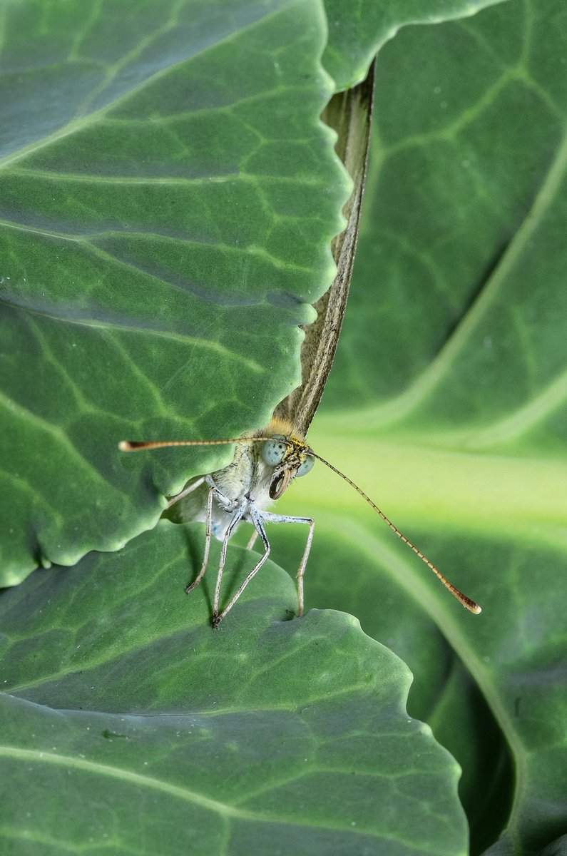 Adam Blake tweet media