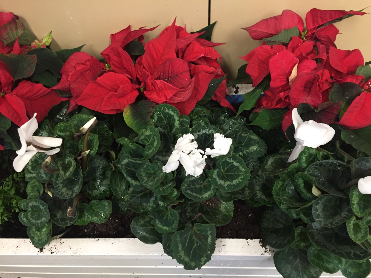 Today members of the <a href="/KinworksUK/">Kinworks</a> #EastRen growing group volunteered their time at Giffnock train station. 
Local people worked together over a shared interest to make a difference in their community and making a frosty commute a bit brighter❄️
#collectiveimpact <a href="/ScotRail/">ScotRail</a>