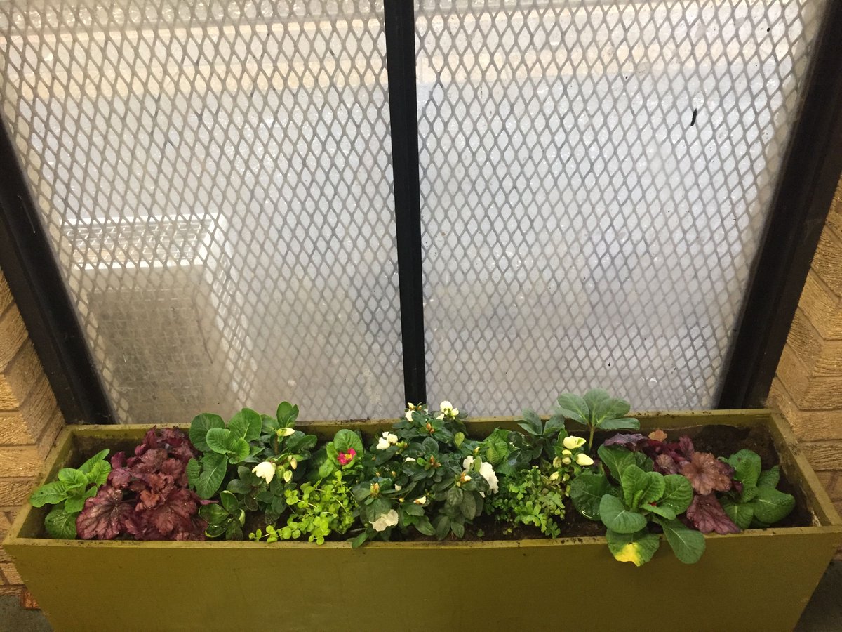 WeeChangeUK's tweet photo. Today members of the @KinworksUK #EastRen growing group volunteered their time at Giffnock train station. 
Local people worked together over a shared interest to make a difference in their community and making a frosty commute a bit brighter❄️
#collectiveimpact @ScotRail https://t.co/qkRi7F1c1T
