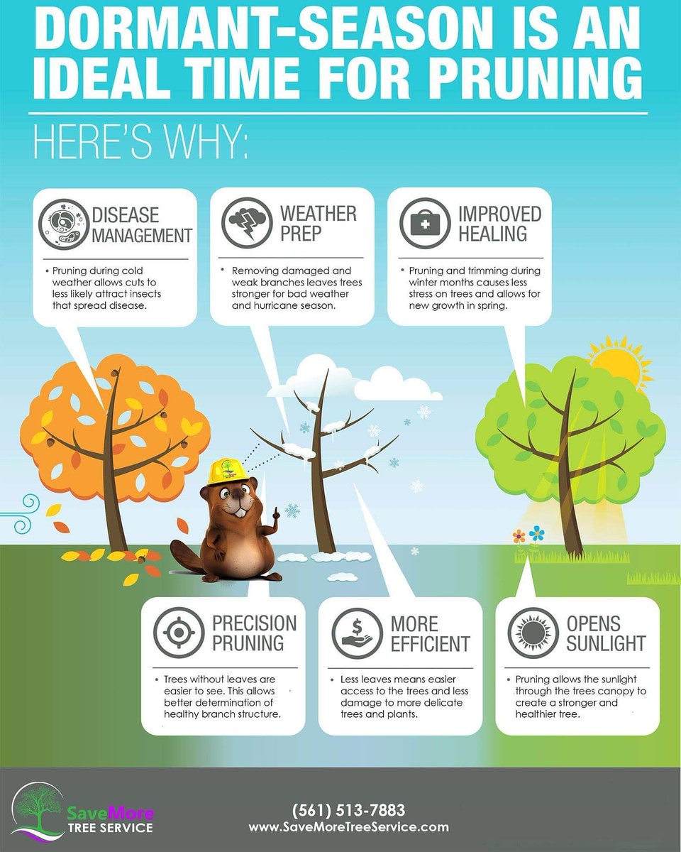 savemoretreesrv's tweet photo. Dormant season (winter) is an ideal time for a tree trimming and pruning! π²π³Give us a call today for a free estimate 561-513-7883
#treefelling #treework #Treeservices #treepruning #treetrimming #Lanscape #CurbAppeal #treehealth #SaveMoreTreeService https://t.co/nXAxKO4xC9