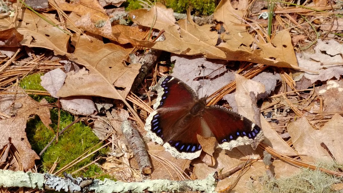 Good Wednesday morning 🌞 Today the clouds and rain have dampened the day, so let's see your #butterfly and fill our day with a #ButterflyWorld ☺️ #butterflies #naturebeauty #wildlife <a href="/StarryDawnAdven/">Starry Dawn Adventures</a> @BlueOrion77 <a href="/marty_our/">Marty's Crew: Our Family Adventures</a> <a href="/happytrailshike/">Happy Trails Hiking</a> @starmaladee