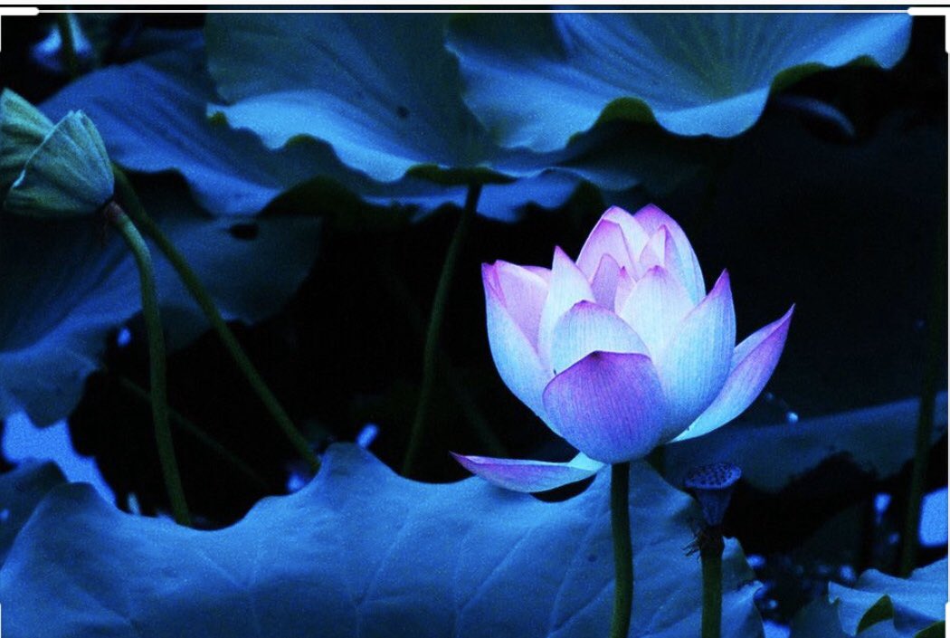 цветы ночью. красивые цветы ночью. ночной цветок. прекрасная ночь цветы. красивые ночные цветы.