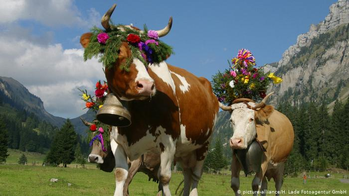 NUNES: MOOOOO IMAGINE WHAT THEY MUST HAVE ON ME THAT I HAVE TO DO THIS STUPIDITY EVERY DAY NO MATTER HOW IT MOOOOOOO MAKES ME LOOK MOOOOOOOO