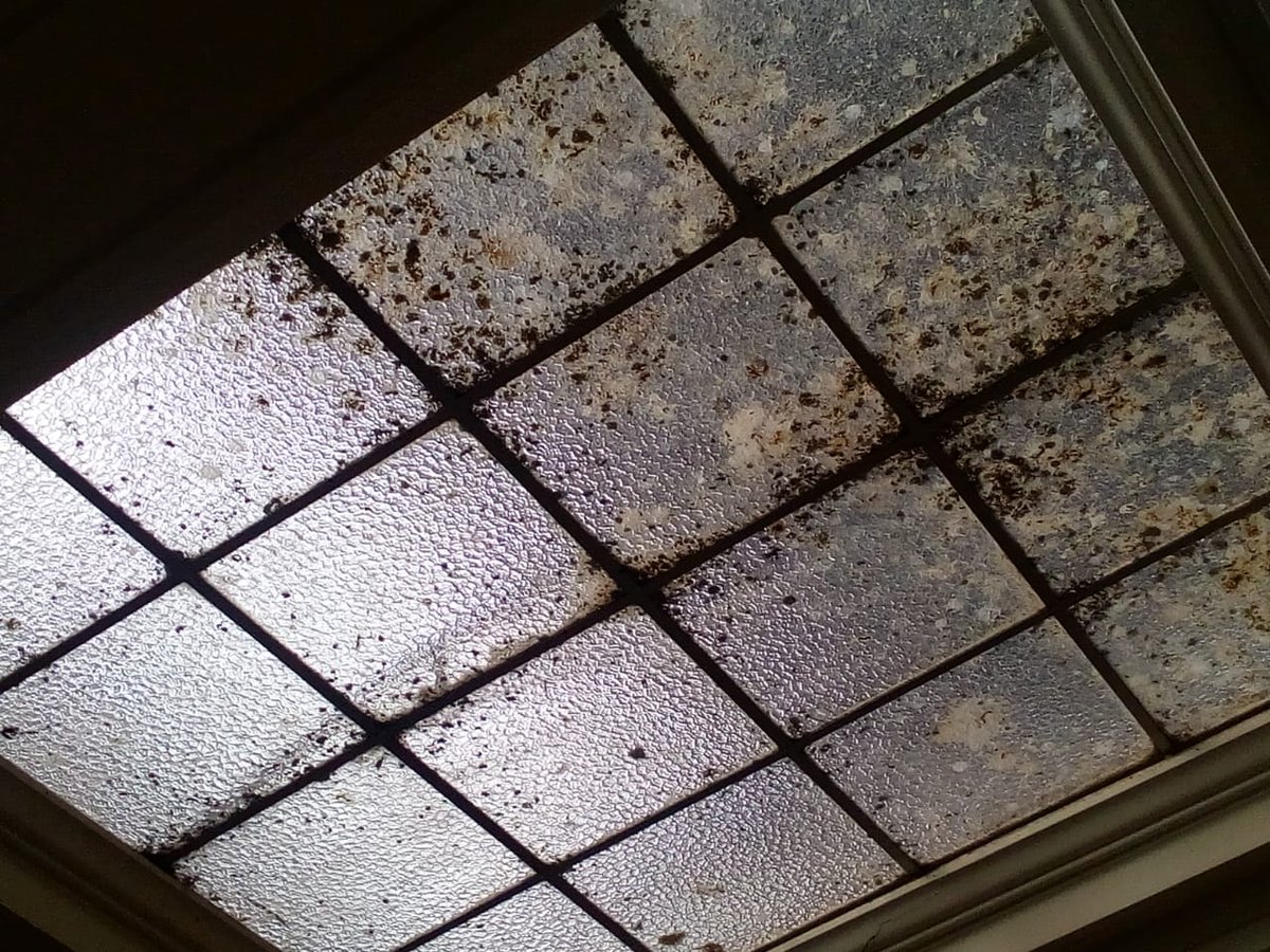 ciudadcapital6's tweet photo. Equipo docente y papas del Normal 1 denuncian la grave situación sanitaria que atraviesan por una invasión de palomas en el establecimiento educativo @BAeducacion @LaPlataMLP @gzinny https://t.co/sRxZdyb6hQ