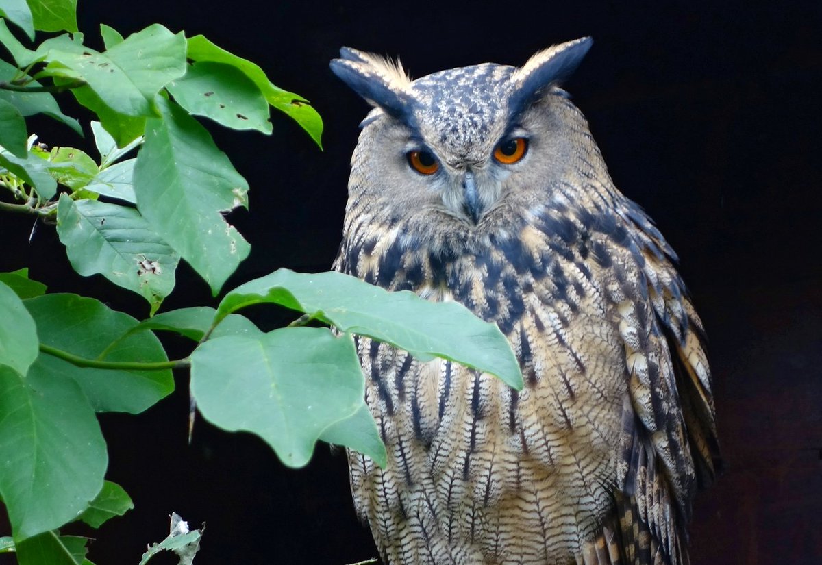 Het Drentse dierenrijk is een vogelsoort rijker! In het Drents-Friese Wold heeft een oehoe-paar deze zomer een aantal jongen met succes grootgebracht. Het is de eerste keer dat deze grote uil in Drenthe jongen heeft uitgebroed #biodiversiteit ➡️ bit.ly/32Y06wE