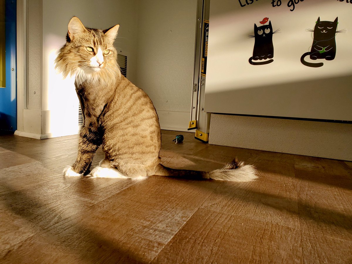 Ever wanted to adopt your very own lion? Here’s your chance-Maisey &amp; her adorable lion cut are waiting to meet you this #WhiskerWednesday. Stop by our Milltown Adoption Center today (5-7 PM) &amp; get to know Maisey.  Also, her adoption fee has been sponsored by a generous donor!