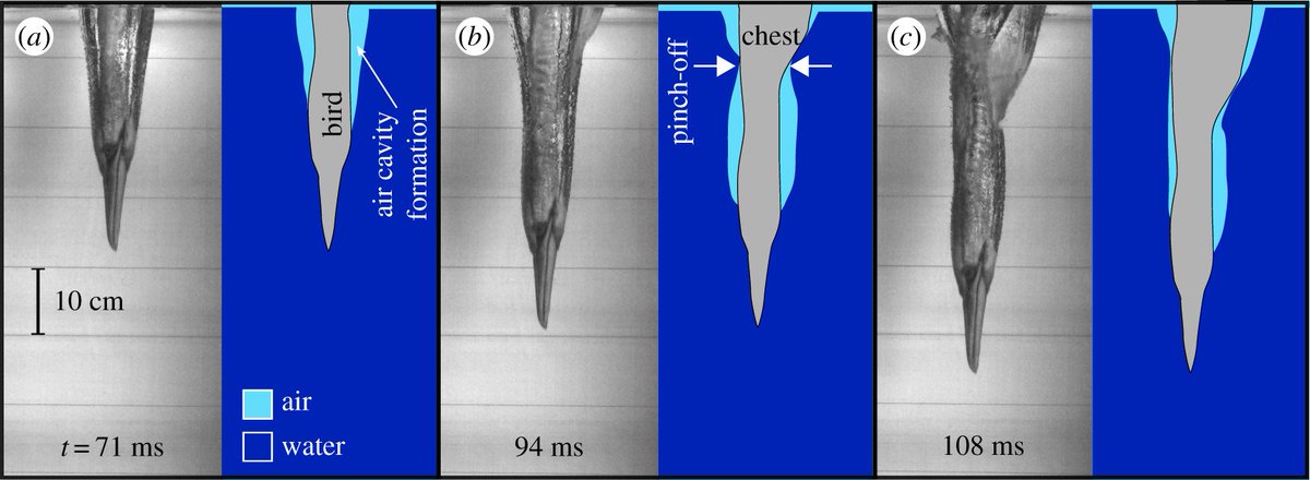 RSocPublishing's tweet photo. How contour feathers help to protect birds from impact forces – investigating with the plunge-diving northern gannet #Interface https://t.co/xry6RvEYGR @EmmanuelVirot @BEAMvt @hseas @Polytechnique https://t.co/TNs4XshEnE