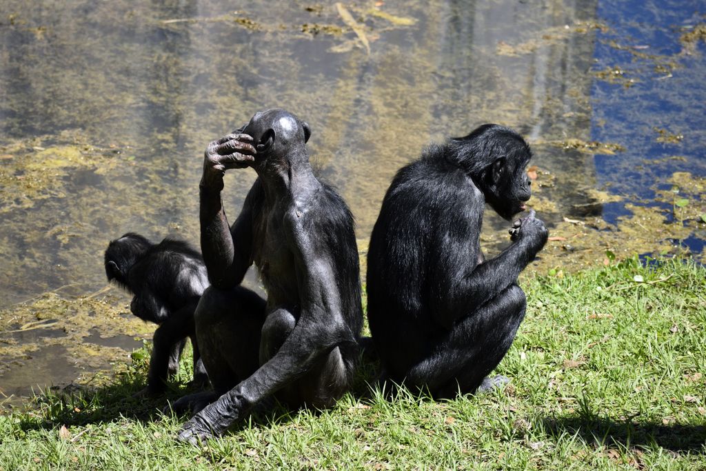 serenahotels's tweet photo. The #DRCongo is the only country that hosts two of human's closest evolutionary relatives. The #bonobos to the South of the mighty #RiverCongo and the #chimpanzees to the North.

Ready to explore this new frontier with us at #GomaSerenaHotel?

👉 https://t.co/CLgccH7WKk https://t.co/leKNBUBJ6e