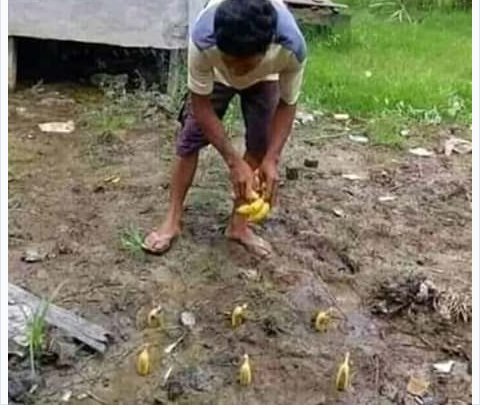 ardilessaputra's tweet photo. Ada yg lagi menanam pisang😁 https://t.co/d9kxejxWk2