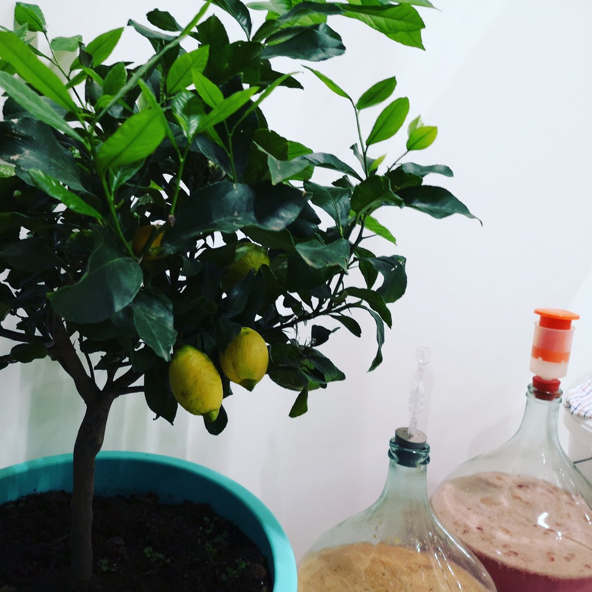 Puurdutch_nl's tweet image. De citroenboom overwintert in onze werkplaats. Hij komt weer in bloei en de citroenen kleuren mooi geel. #citroen #citron #limoncello #Puurdutch #puur @cparkbata #cparkbata #winter #geur #ambacht