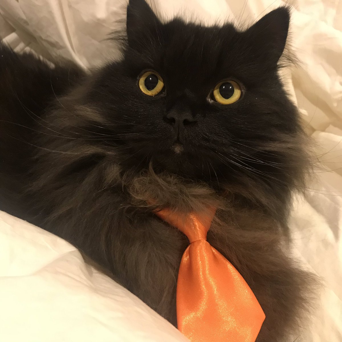 meow_london's tweet image. The human changed the cover of the big pillow where she naps... I think this will be my pillow now!

#winterduvet #catpillow #catlovers #gatosdeinstagram #catnap