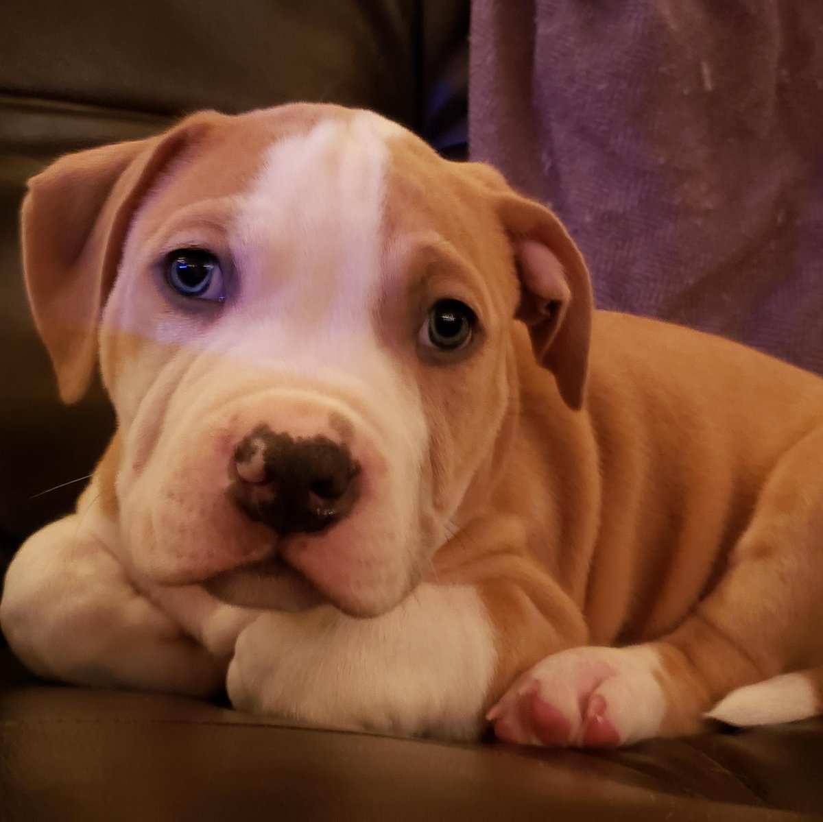 pawplee's tweet photo. Do you wanna play with me? 🐶🐾⁠🐕
.⁠
.
.
#pawplee #instapawp #dog #dogs #puppy #pup #ilovemydog #lovepuppies #adorable #doglover ⁠
#pitbull #pitbulls #pitbullpuppies #pitbulldog #pitbulllove #pitbullife #pitbullofficial #pitbullmom #pitbully #pitbullyadvocate 📷 u/mossling https://t.co/YIqizrKrOr