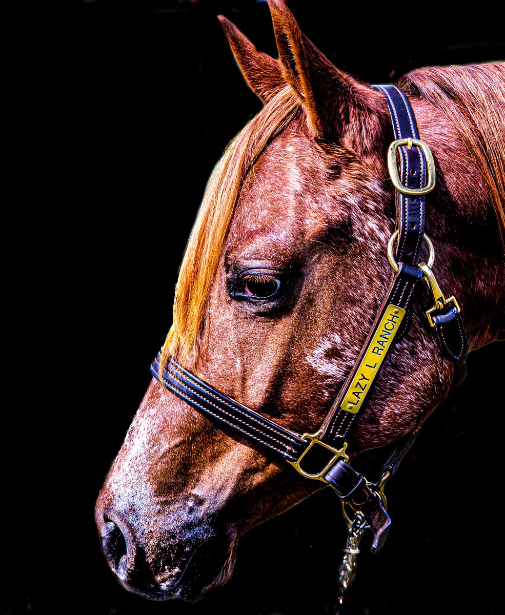 Abby is a 2-year-old mare, who has gorgeous color and all the shape you want. She's very gentle under the saddle and picks up both leads while stopping and turning around nicely.

CONTACT US FOR MORE INFO &amp; visit our website to view other horses for sale: ohiolazylranch.com/for-sale