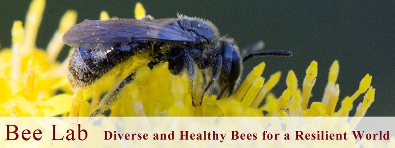 Photo of bee on flower with words: Bee Lab Diverse & Healthy Bees for a Resilient World