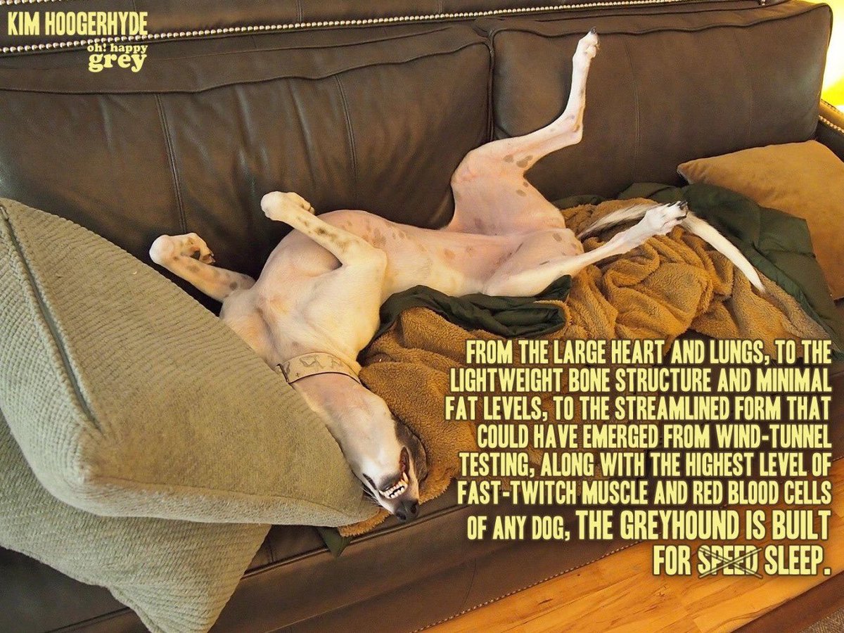 Greyhounds really do make the best pets  #POGDOGS #givegreyhoundsachance