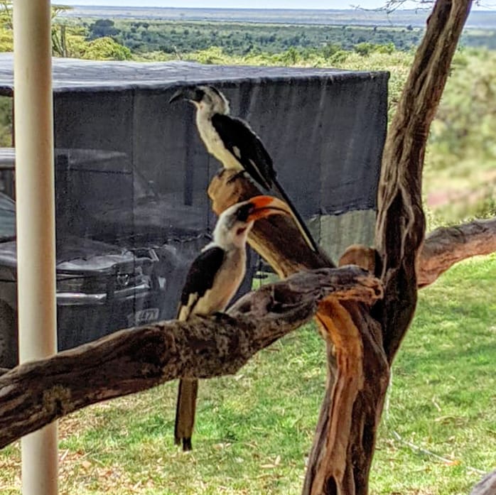 A male & female #VonDerDeckensHornbill dropped by our offices for a visit. These birds  are believed to breed as monogamous pairs - having only one mate at a time!

#birdwatching #bird #birder #birdfacts #birds #birding #birdwatcher #Ornithology #birdphotography #mugieconservancy