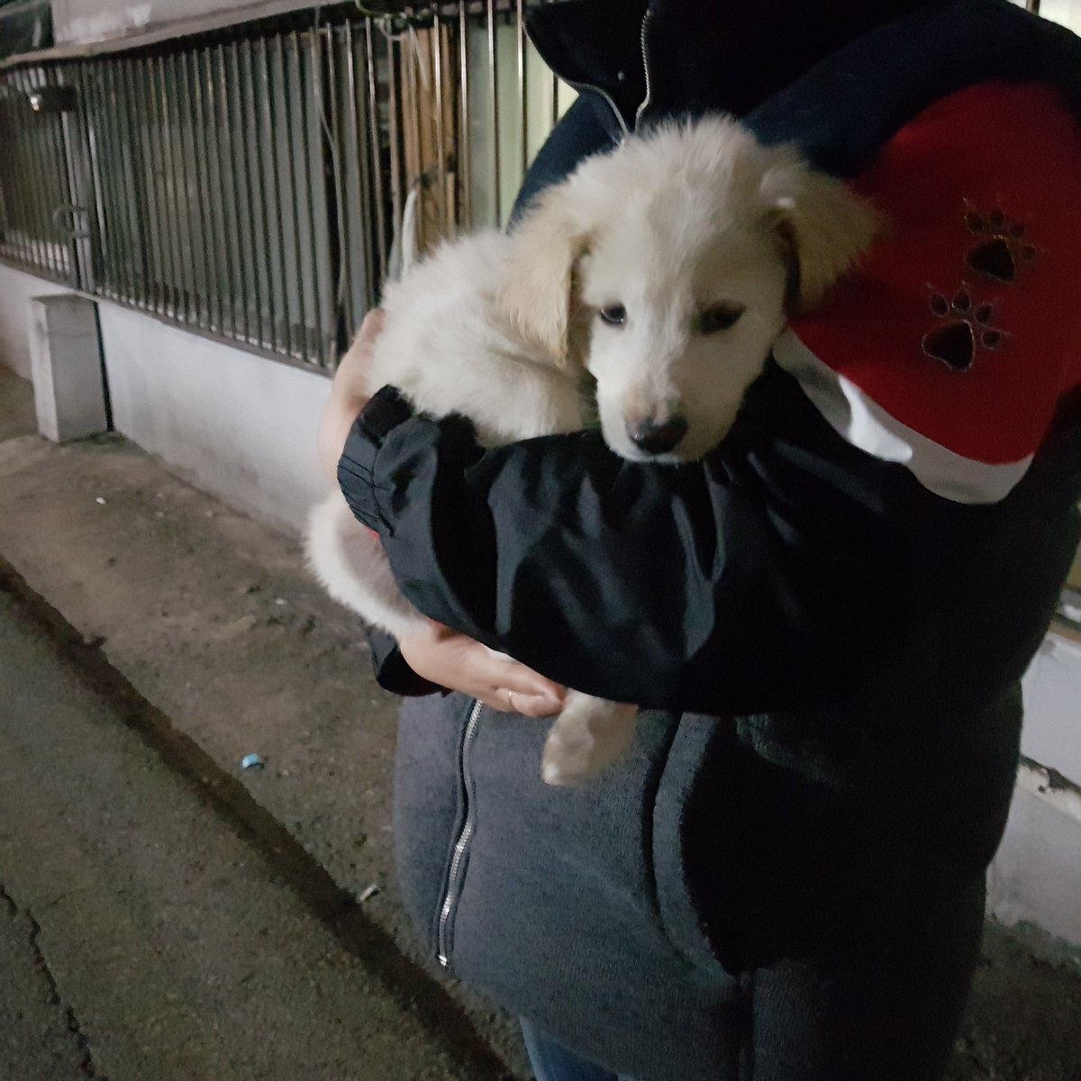 식욕도좋고 포동포동하고 사람한테 잘안기고 부르면 졸졸따라오고 유기인게 분명한거같은데...이추운날 죽으라고 버렸냐 천벌받을인간 환멸난다