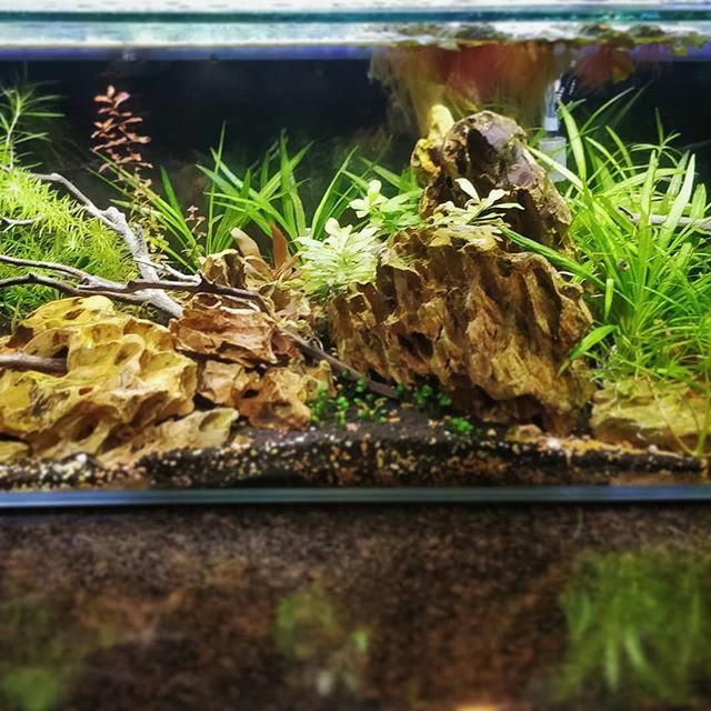 OVAS_CA's tweet image. It's been a while, sorry for the lack of updates, it's been a busy few months. The OVAS instagram head quarters moved house, so tanks have been a mess and I've been busy with house things. Hopefully will be posting more regularly now. #ottawavalleyaquari… ift.tt/2OsFAio