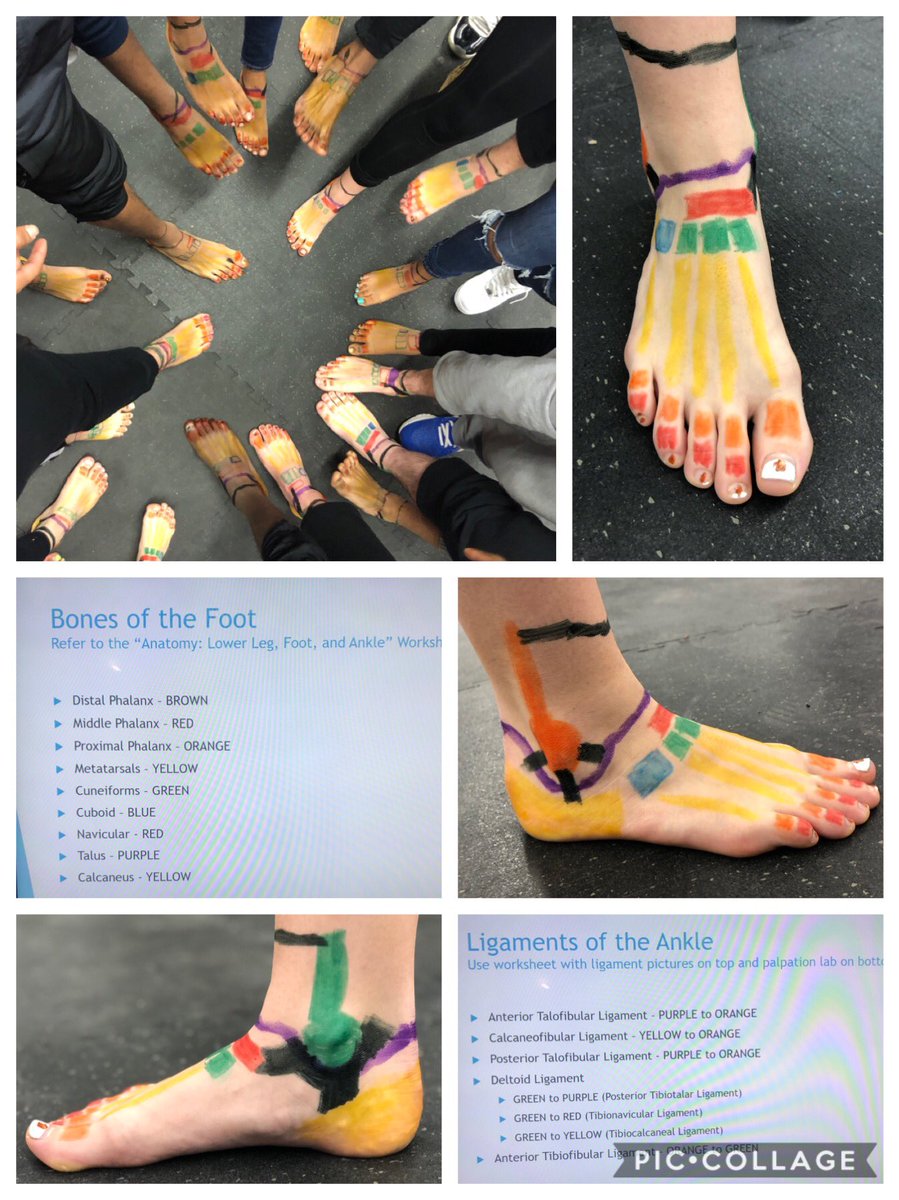 SportsMedBTNW (@sportsmedbtnw) on Twitter photo 🌈🦶🏻Rainbow Feet!!🌈🦶🏻LOVE this lab with my Juniors!! Palpating• Coloring bones of the foot/ankle• “Connecting” bones w/ ligaments! Lots of “ah-ha” moments today!💡🤓 Hands-on, practical learning is the BEST!!❤️ #OneButlerTech <a href="/BTiYS/">BT in Your School</a> <a href="/NWHS_Admin/">NWHS_Admin</a> <a href="/CardsCounselors/">Colerain Counselors</a> <a href="/nw_counselors/">NWHS COUNSELING NEWS</a> 🌈🦶🏻Rainbow Feet!!🌈🦶🏻LOVE this lab with my Juniors!! Palpating• Coloring bones of the foot/ankle• “Connecting” bones w/ ligaments! Lots of “ah-ha” moments today!💡🤓 Hands-on, practical learning is the BEST!!❤️ #OneButlerTech <a href="/BTiYS/">BT in Your School</a> <a href="/NWHS_Admin/">NWHS_Admin</a> <a href="/CardsCounselors/">Colerain Counselors</a> <a href="/nw_counselors/">NWHS COUNSELING NEWS</a>