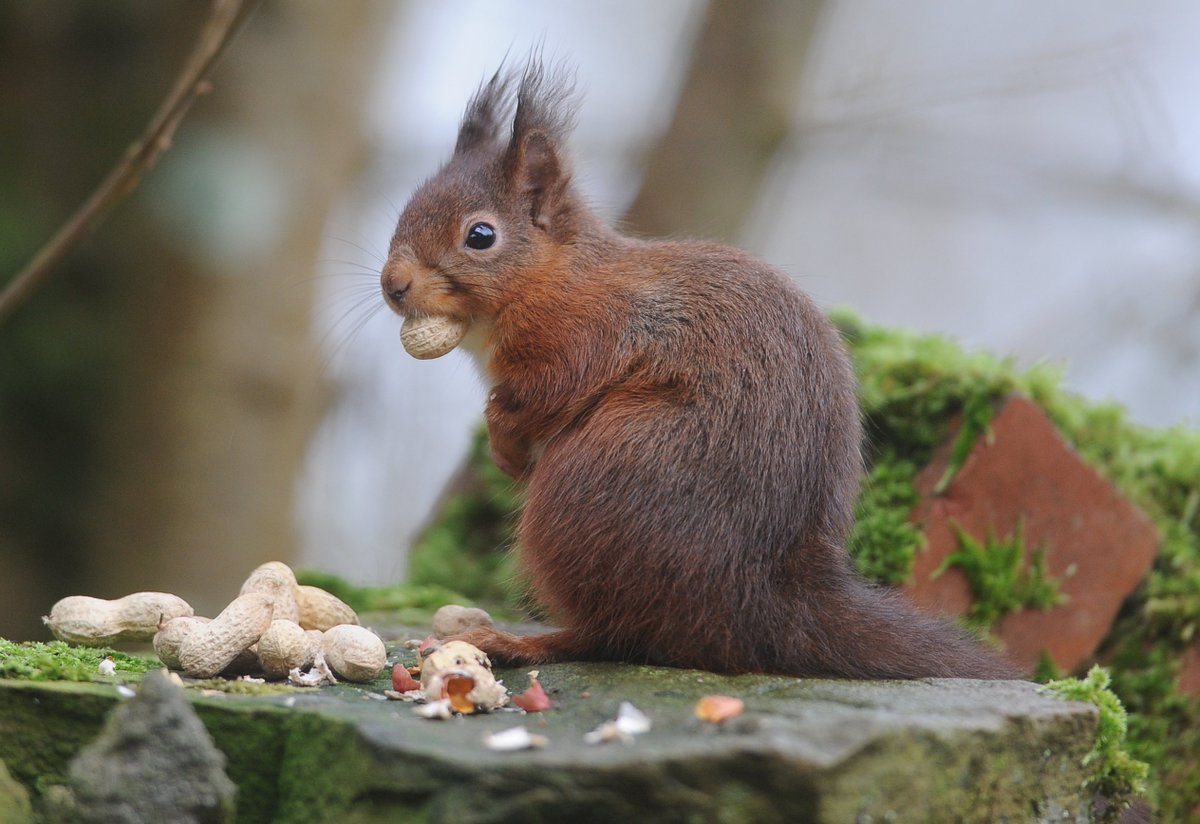 lakesfoundation's tweet photo. #givenatureabreak update - £22,000 has already been raised by @forestholidays to protect the national parks' bees, butterflies and red squirrels! It's supporting our #savereds campaign info #givenatureabreak https://t.co/285QlmcdZz
📸Tony Johnson
@RedSquirrelsNE @WestmorlandReds https://t.co/mLNBOeuSkh