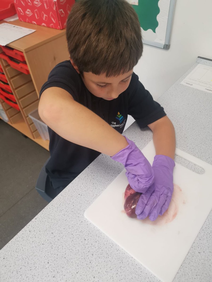 TSLA Primary tweet media