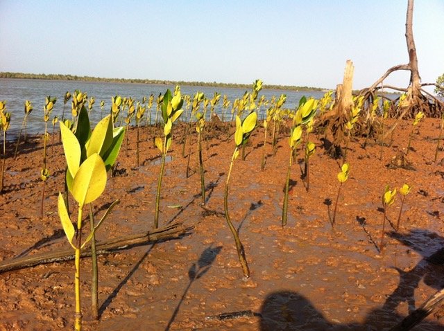 ecosia's tweet photo. New mangroves turning the coast of Madagascar green again. 

Fun fact: mangroves are one of the most efficient CO2 absorbers on the planet ☝️

📸@eden_reforest https://t.co/kd1xXeRGr1