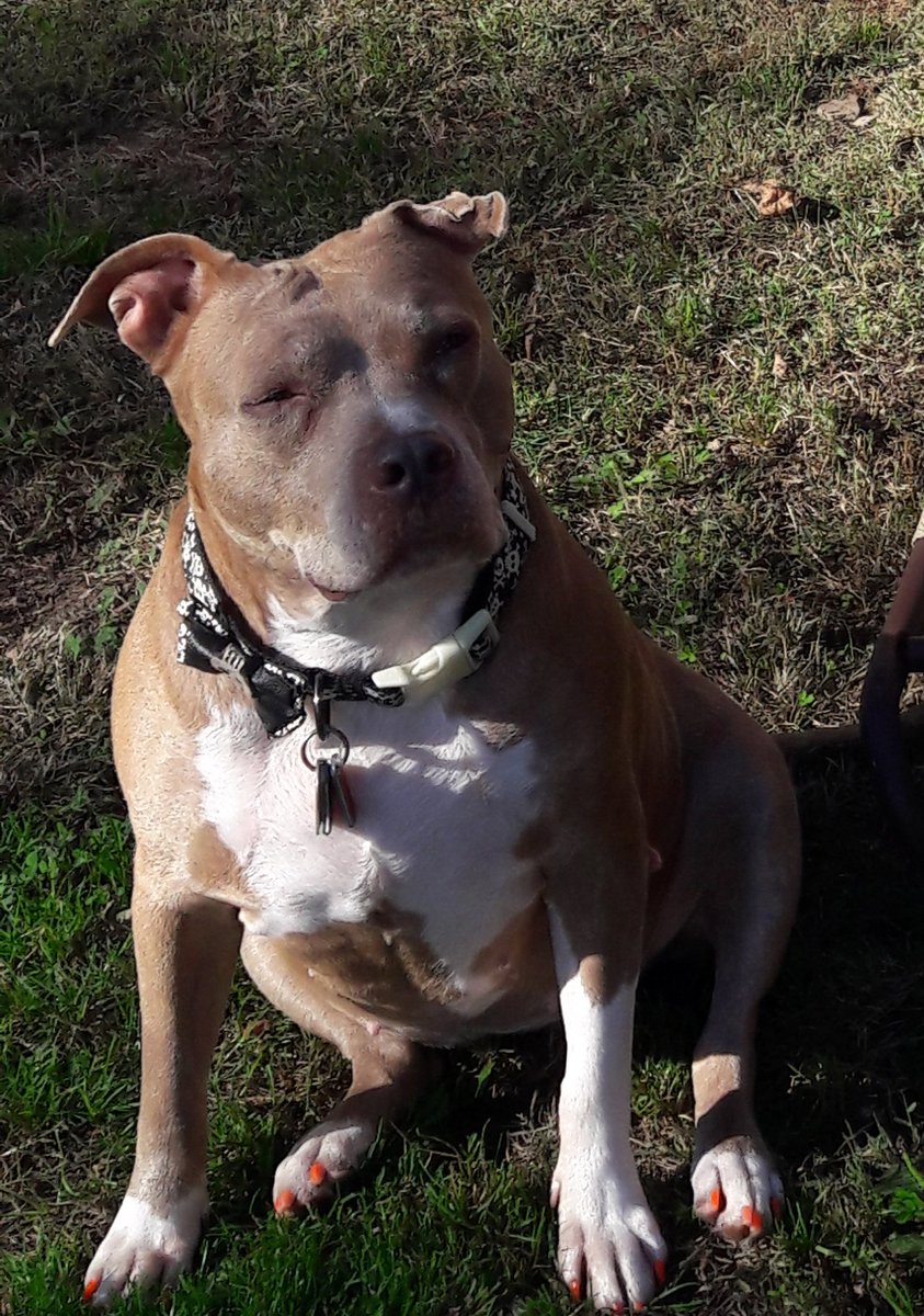janice524's tweet photo. #giveadogahome 
Miss Beauty today at 14 years old https://t.co/KUNdQUnTk8