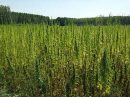 More Farms and More Processing = More Customer Focus - mailchi.mp/3bfcc62df300/m…