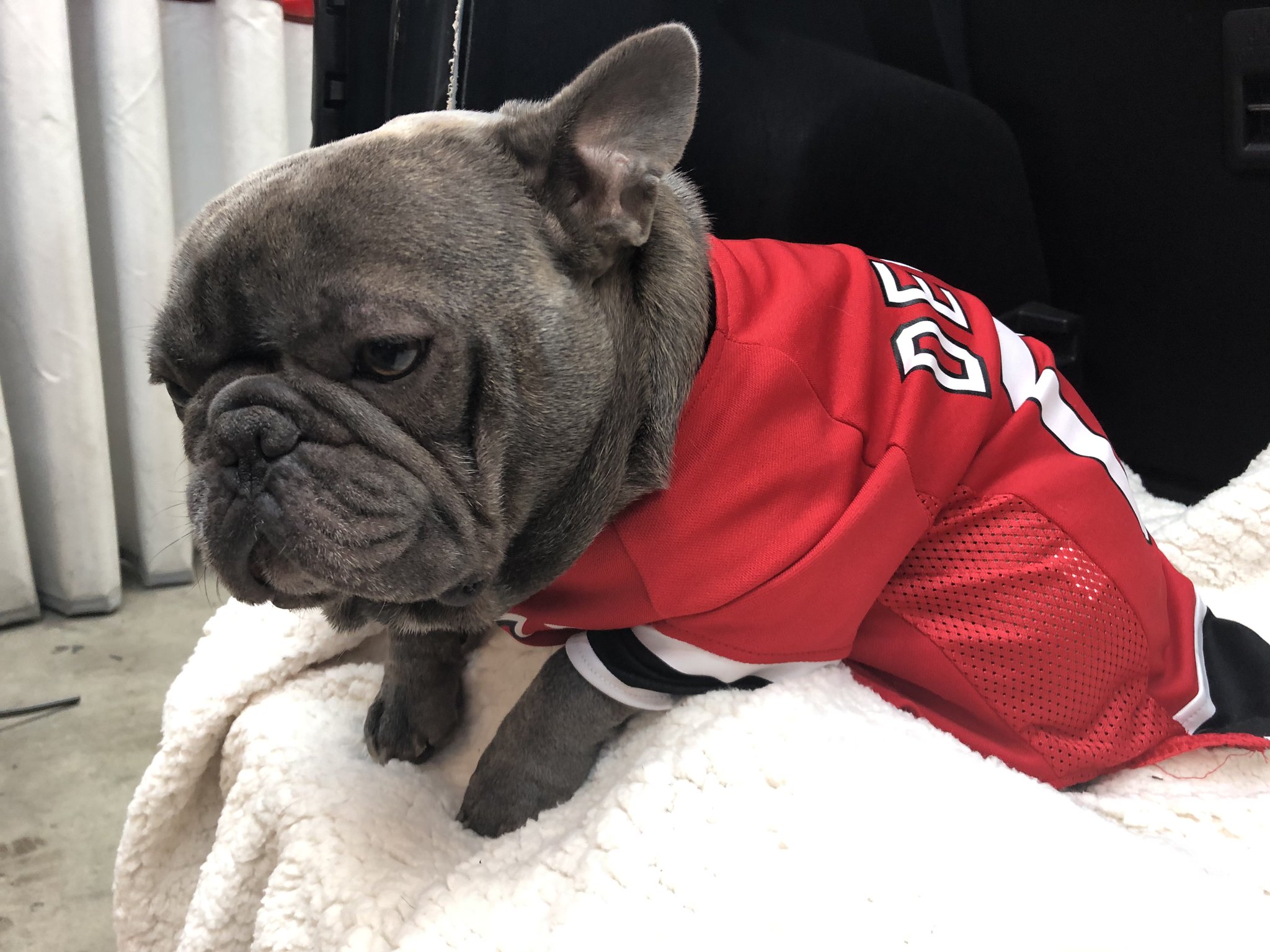 nj devils dog jersey