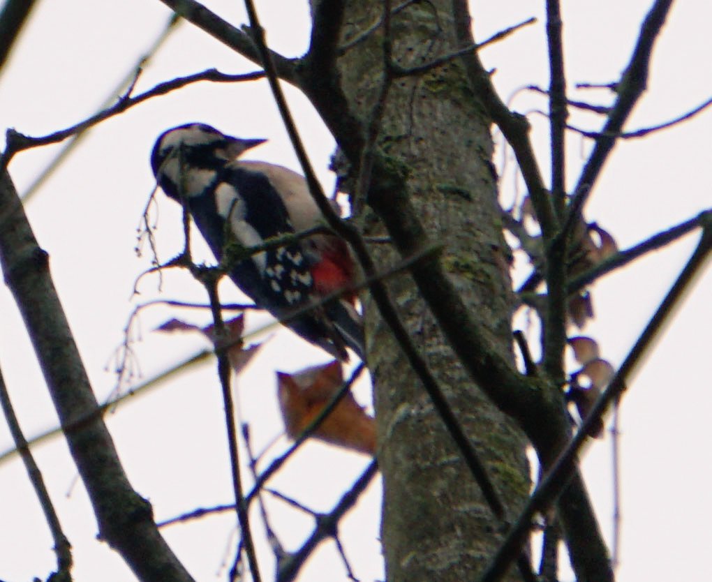 227Blacksheep's tweet photo. And another Woodpecker Picture. Hangin' around in the trees. #woodpeckerwednesday #woodywoodpecker #buntspecht #naturpur #anderIsar #birding #ilikebirds 🥰😅
@mamamofu
@IronBalls82 https://t.co/SqLrfgouNy