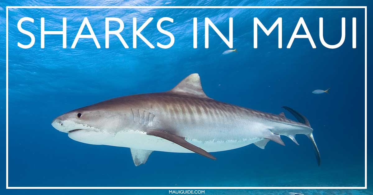 10 Ways to Avoid Shark Attack mauiinformationguide.com/sharks-in-maui… #sharks #sharkattacks #Maui #Hawaii