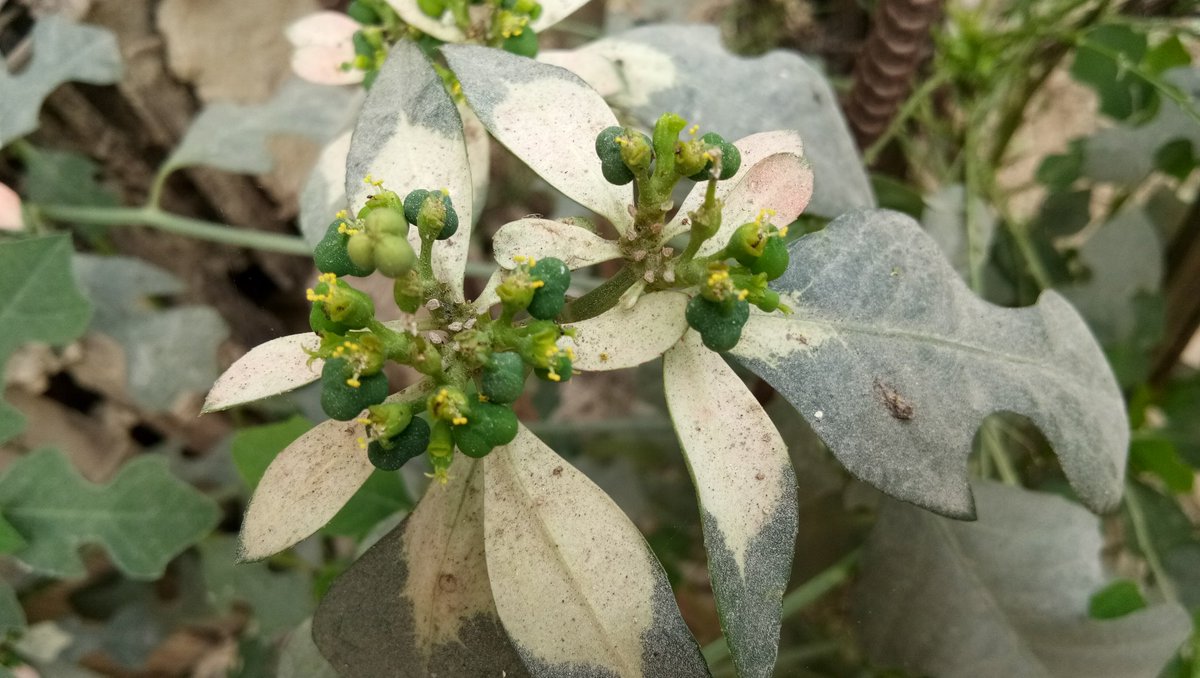Ratnesh_thakur's tweet photo. #AmazingPlant 
People in #Madhubani had shown me this beautiful plant. 

Pic1: Plant leaf grow with red color in their base near stem.

Pic2: Colored part of leaf becomes more prominent.

Pic3: Gradually red color of leaf disappears.

Can anyone explain about this plant? https://t.co/JrdADjvifZ