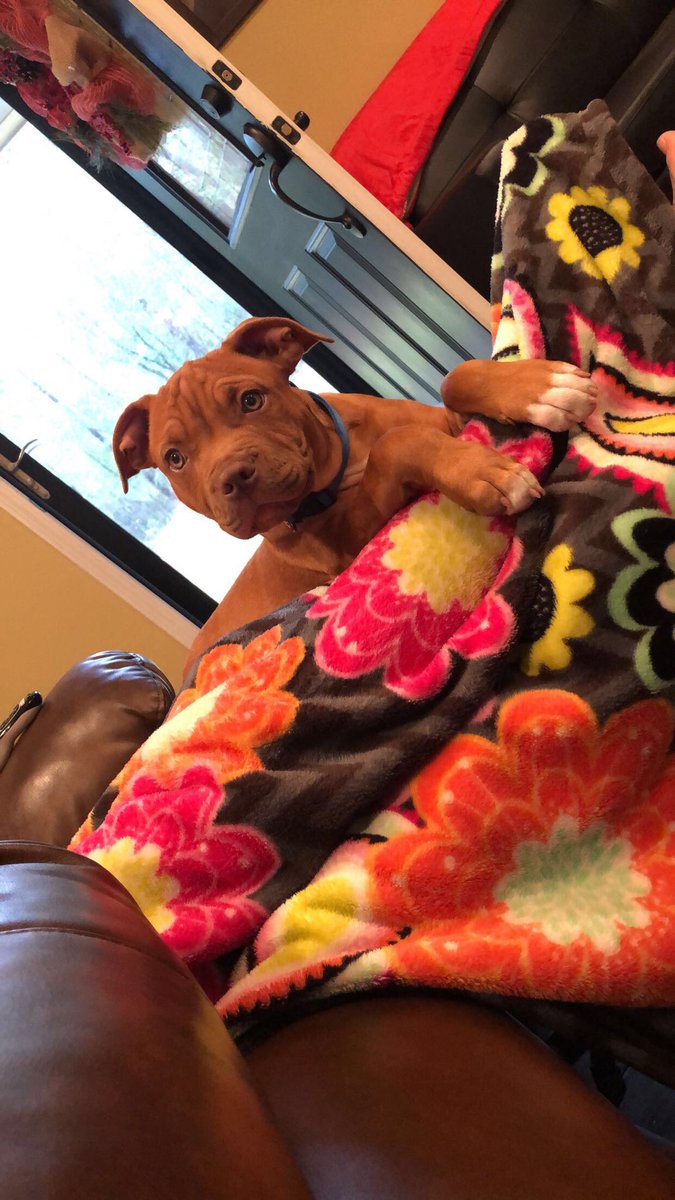 _BrookeeeO's tweet image. lil Ruger, XL Ruger

*a hundred pounds later*