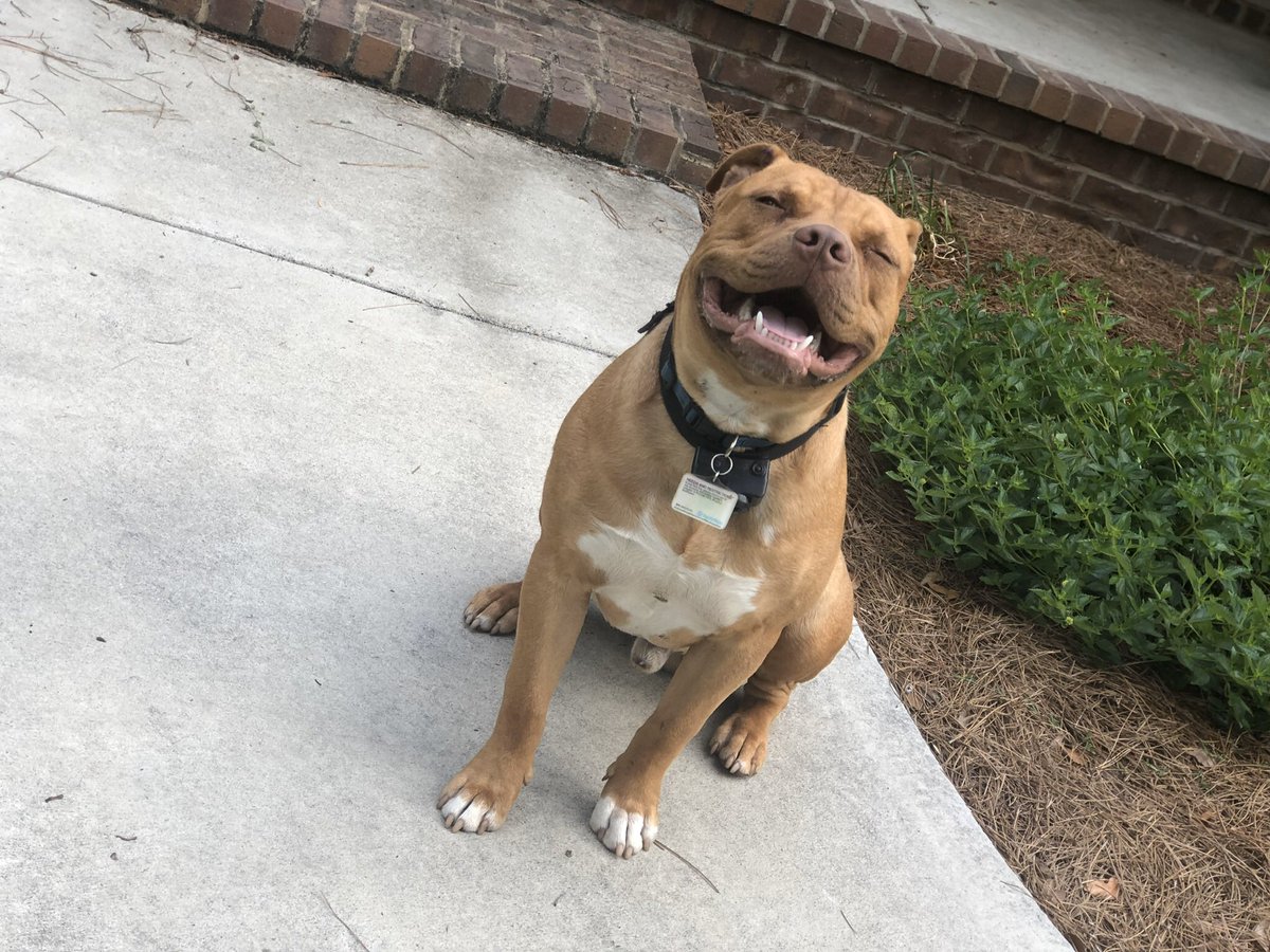 _BrookeeeO's tweet image. lil Ruger, XL Ruger

*a hundred pounds later*