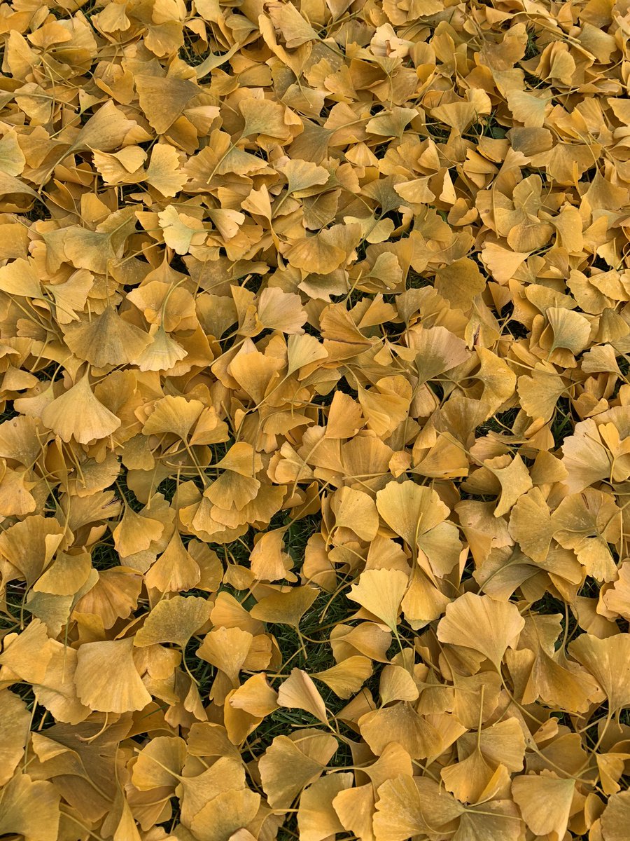 The cold snap has made a few of the trees drop their leaves all at once, making for some wonderful patterns. Ginkgo biloba always gives stunning golden hues. 
#holkerhall #lakedistrict #cumbria #autumn
