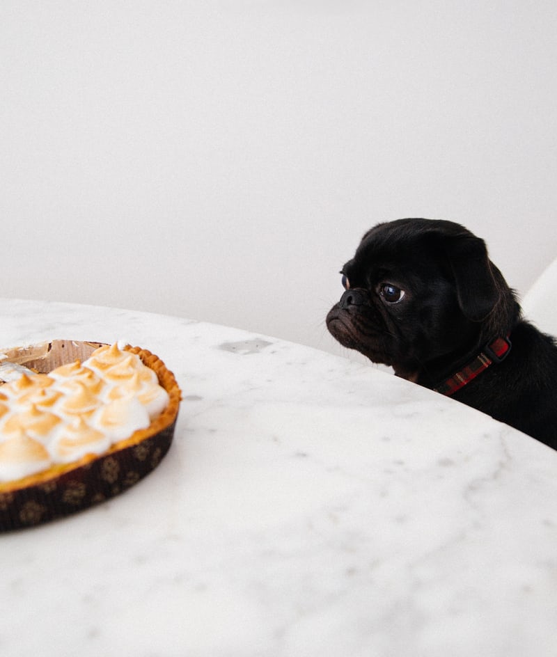 Did someone say pug(kin) pie? #LetsGoShopping