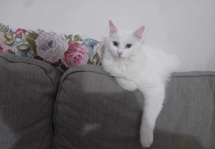 Serpilborademir's tweet photo. #ucretsizsahiplendirme #İstanbul #sahiplendirme #kedi #yuvaariyor 2,5 yasindaki kizimiza yuva ariyoruz. Ankara ve norveç orman kırması. Kısırlastırıldı ve pasaportu var. @petlebi @masum_gozler @PetedinCom @hayhaksaygi @hayvandostlar1 @patiseverdoslar @almasahiplen @altinpatiler https://t.co/JJeYVeBPeN