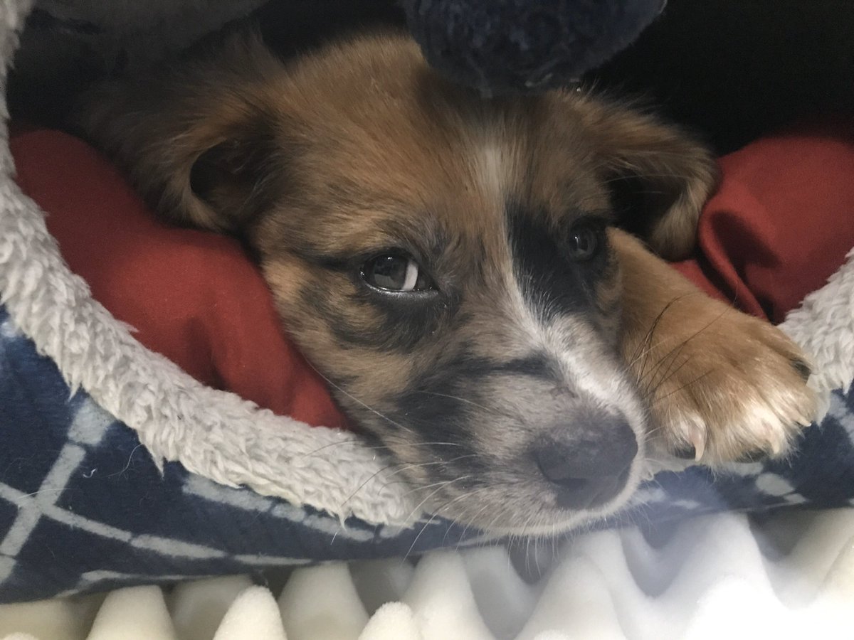lleah_w's tweet photo. Anyone want a puppy? She’s really sweet just isn’t getting along very well with my cat. https://t.co/5Sm8vLUITW