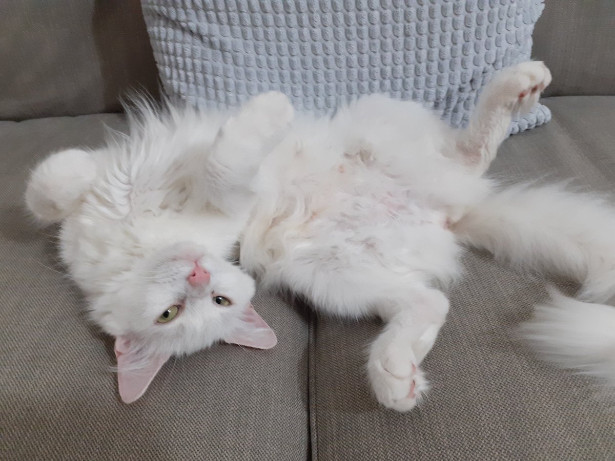 Serpilborademir's tweet photo. #ucretsizsahiplendirme #İstanbul #sahiplendirme #kedi #yuvaariyor 2,5 yasindaki kizimiza yuva ariyoruz. Ankara ve norveç orman kırması. Kısırlastırıldı ve pasaportu var. @petlebi @masum_gozler @PetedinCom @hayhaksaygi @hayvandostlar1 @patiseverdoslar @almasahiplen @altinpatiler https://t.co/JJeYVeBPeN