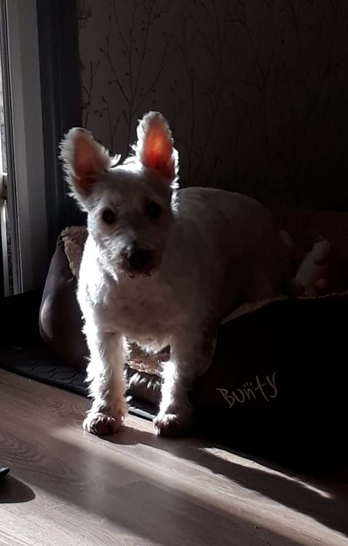 LizButler2009's tweet photo. My little dog Doli deserves to win #ADogsForLife toy because recently she lost her best friend Griffi after 17 years (rescue doggo). She's been a little lost without him bless her, so we put some cuddly toys in her bed with her that she cwtches up with x ❤ x https://t.co/JviAxV1aUR