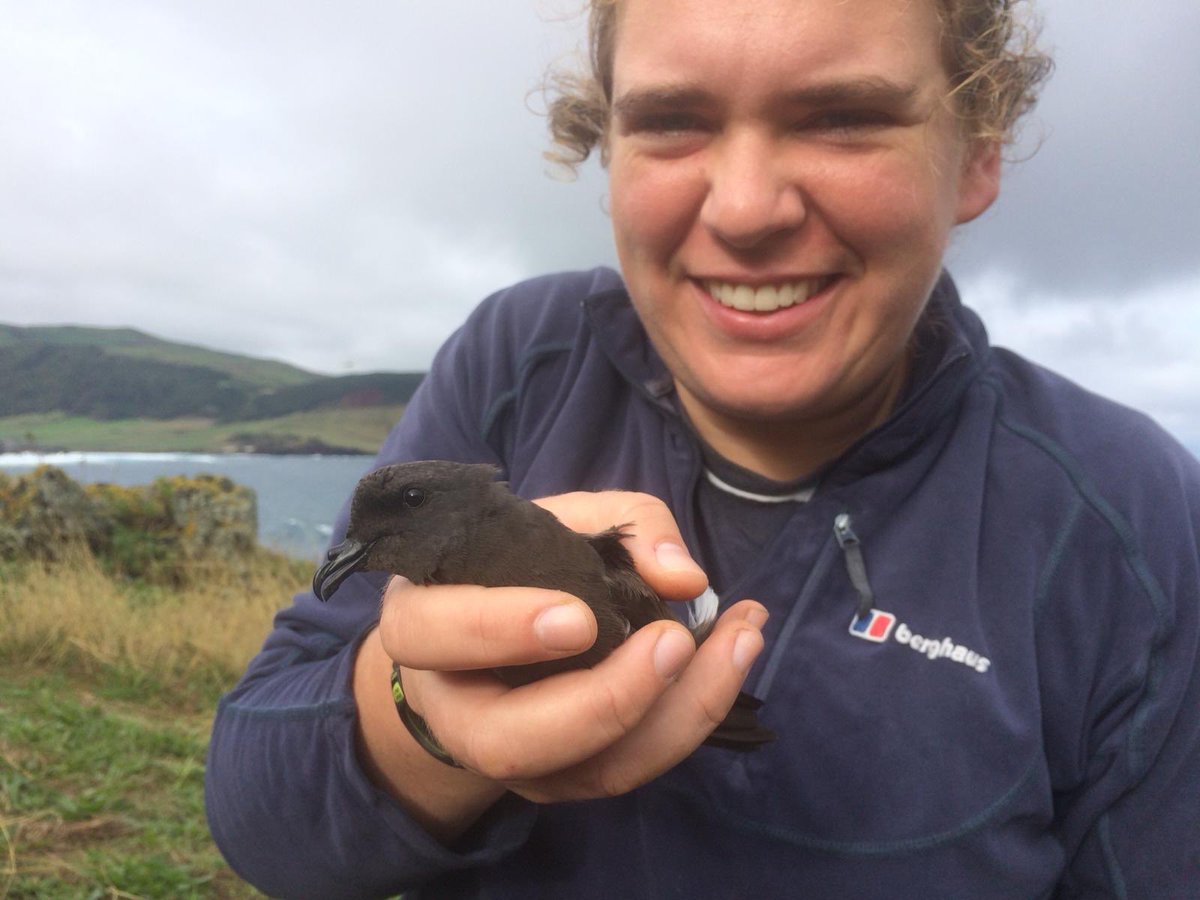 HannahHereward's tweet image. After days of sweat and tears we have successfully retrieved and downloaded a complete track off one of our breeding Madeiran stormies... hoping the process will be smoother in the months to come! #fieldwork #seabirdresearch #GPStracking #isletstormies #phdlife @CUStormies