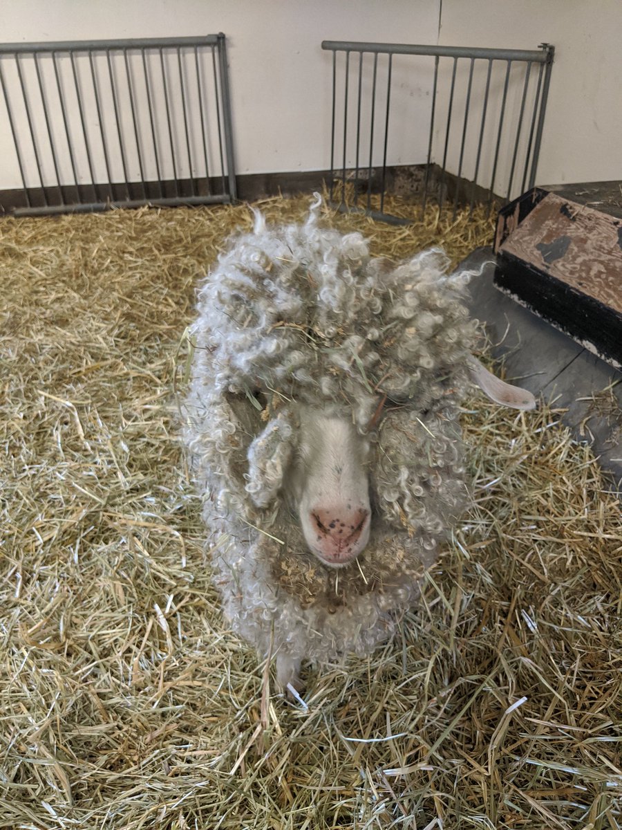 SciTechPreserv's tweet image. Sometimes @IngeniumCa #conservators get to leave the #museumcollections to spend the day with this lovely, fuzzy, group of @AgMuseum colleagues. #whenyouworkatamuseum