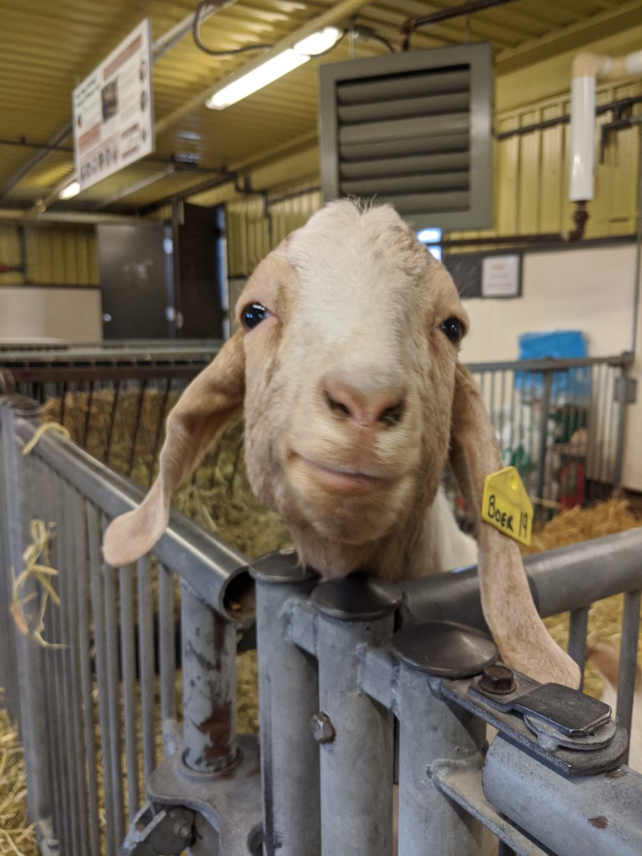 SciTechPreserv's tweet image. Sometimes @IngeniumCa #conservators get to leave the #museumcollections to spend the day with this lovely, fuzzy, group of @AgMuseum colleagues. #whenyouworkatamuseum