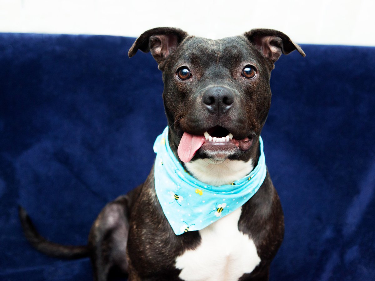 Friends of Lucas County Dogs tweet media
