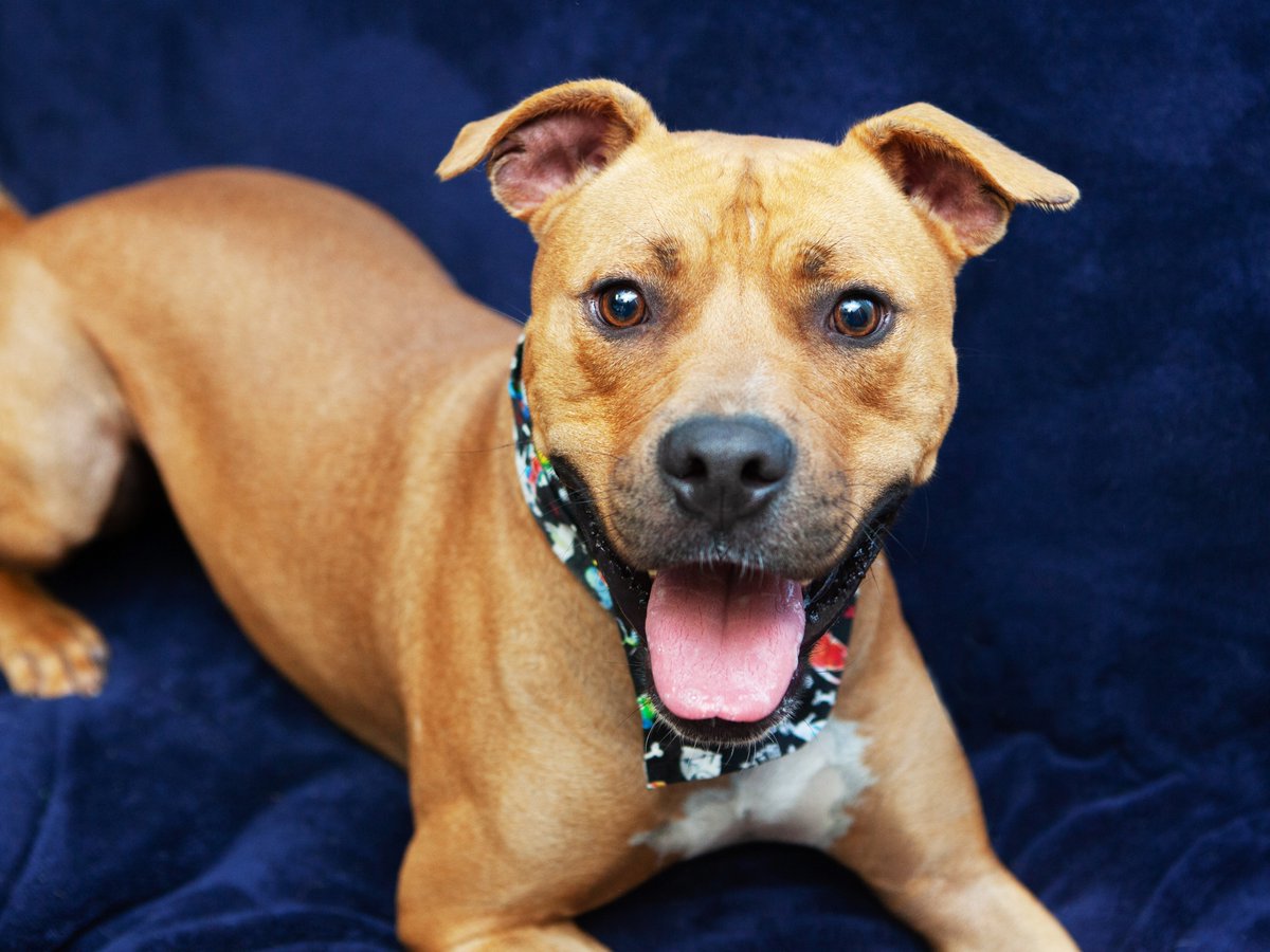 Friends of Lucas County Dogs tweet media