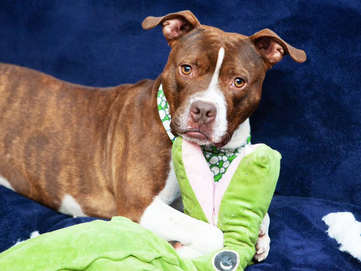 Friends of Lucas County Dogs tweet media