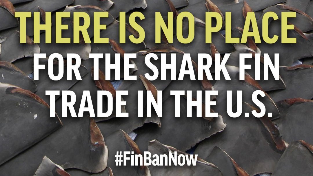 Did you know that fins from up to 73 million sharks end up in the global fin trade every year? Today, the Shark Fin Sales Elimination Act is getting a vote in the U.S. House of Representatives. 

Here’s how you can help: bit.ly/2Oms8fW 
<a href="/Oceana/">Oceana</a> #FinBanNow