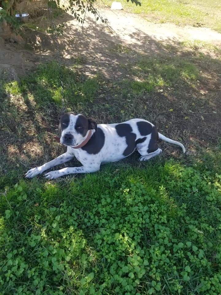 Pibblemom_1972's tweet photo. Please, if there is ANYONE in Georgia who can take this girl in..Her idiot owners keep her chained up outside 24/7 they are on social media trying to give this dog away for FREE @chortletown @reddogsusie @PilotTroy @STPBand please please help this sweet girl.. https://t.co/4mfijJqQS1