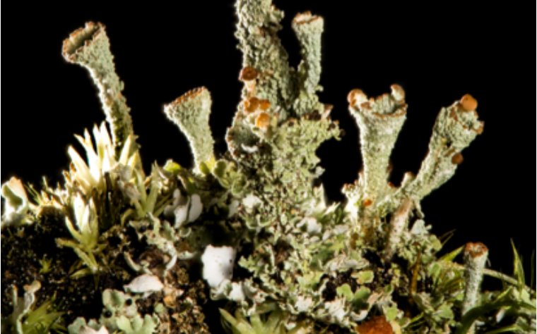 Against a black background, the lichen Gray’s Cup (Cladonia grayi), with its namesake goblet structures. Image by Thomas Barlow